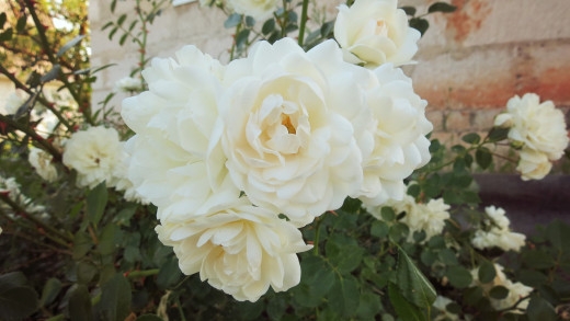 995673 (a): :2000x1124